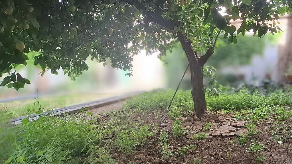 garden