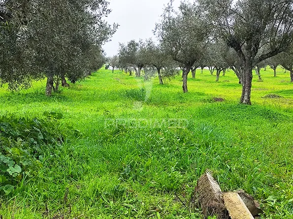 Jardin - Remodelled Quinta with Olive Grove in Avis