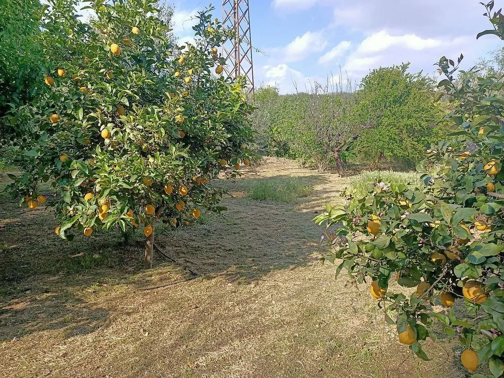 garden