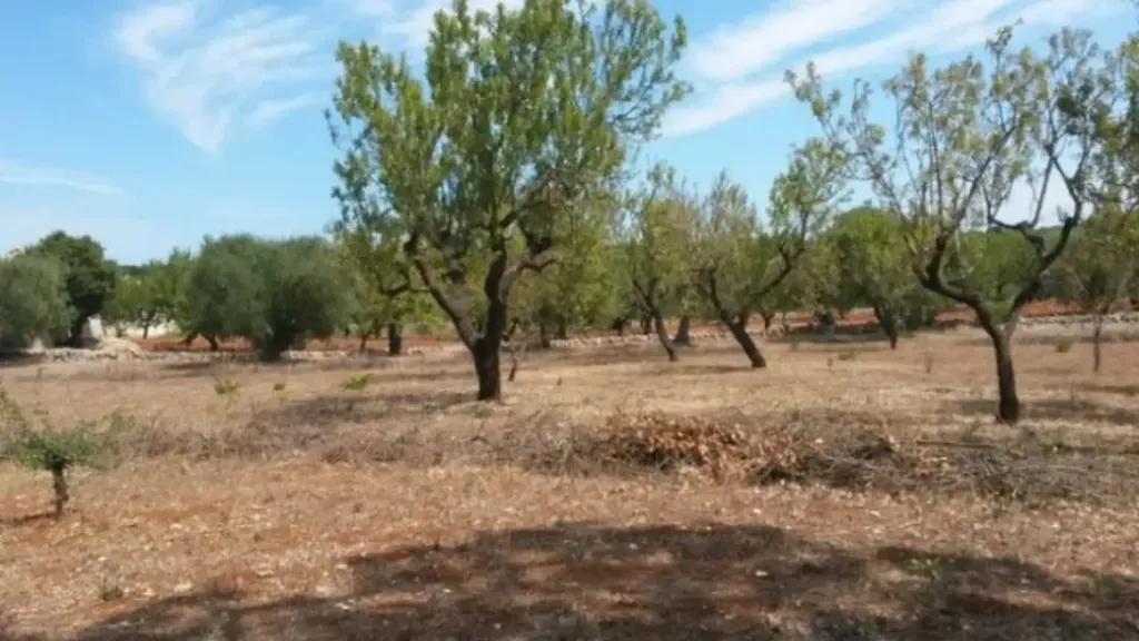 Aed - Traditional Trullo with Olive Grove in Ostuni