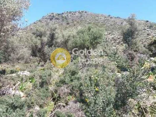Aed - Agricultural Plot with Olive Trees in Damasta