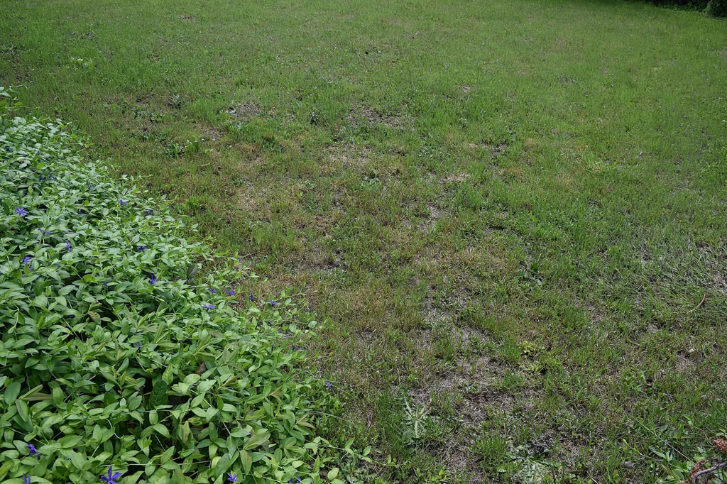 Jardin - Terrain Constructible avec Piscine à Chambœuf