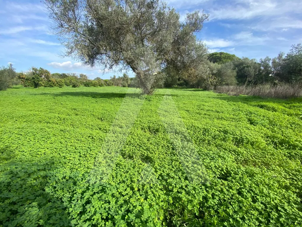 Aed - Rustic Plot with Fruit Trees in Almancil