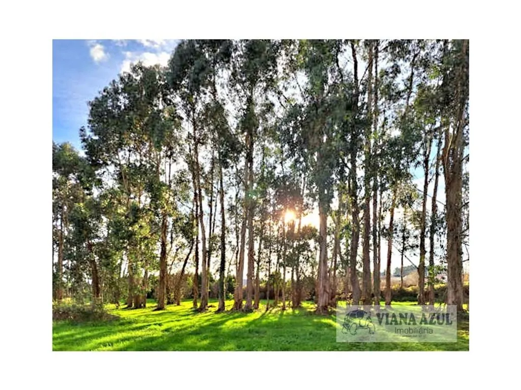 Aed - Historic Manor with Garden in Vila de Punhe