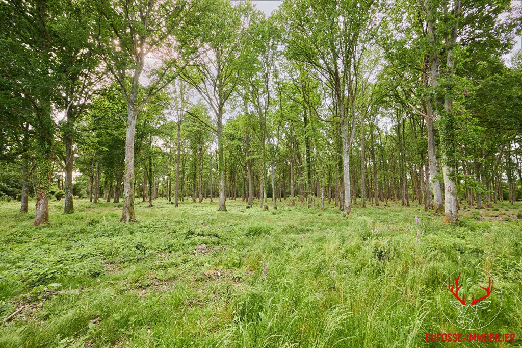 Jardin - Chaumière dans un Domaine Forestier de 14 Hectares près de Lisieux