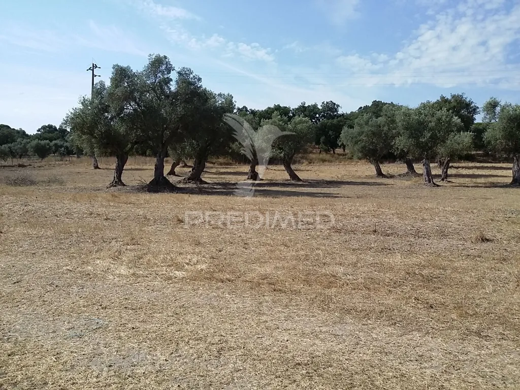 Jardin - Rustic Land with Olive Trees in Vale Sobrigo