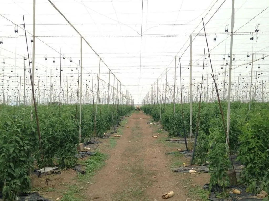 Garden - Land with Greenhouse in Guía de Isora