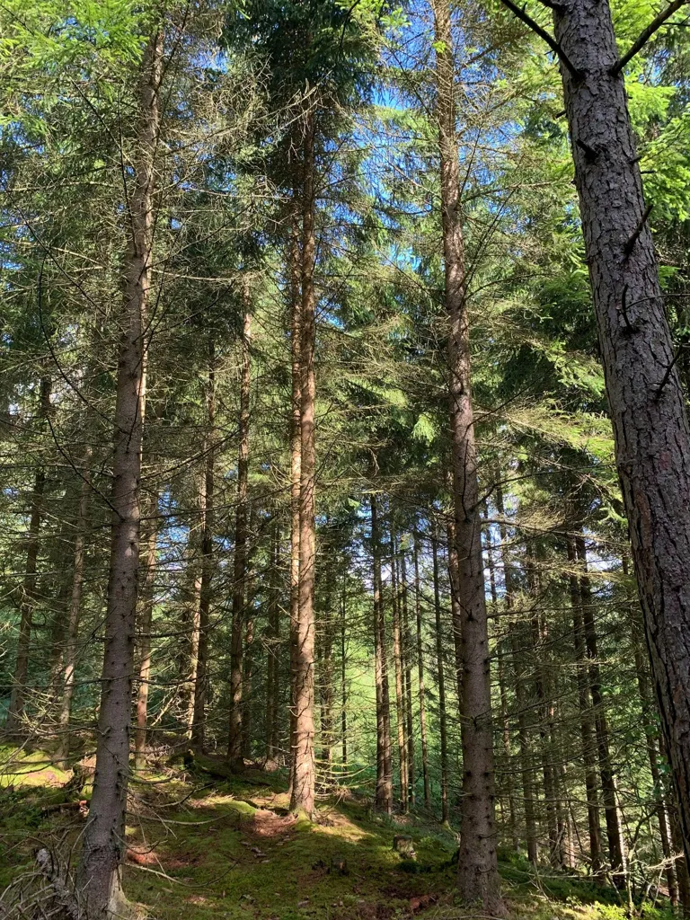 Forest Land with Timber in Fröstebo-Gråbo