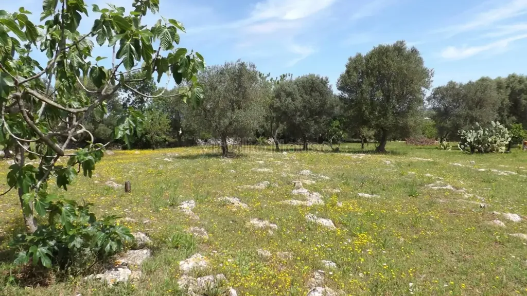 Garden - Typical Trulli House in Ostuni