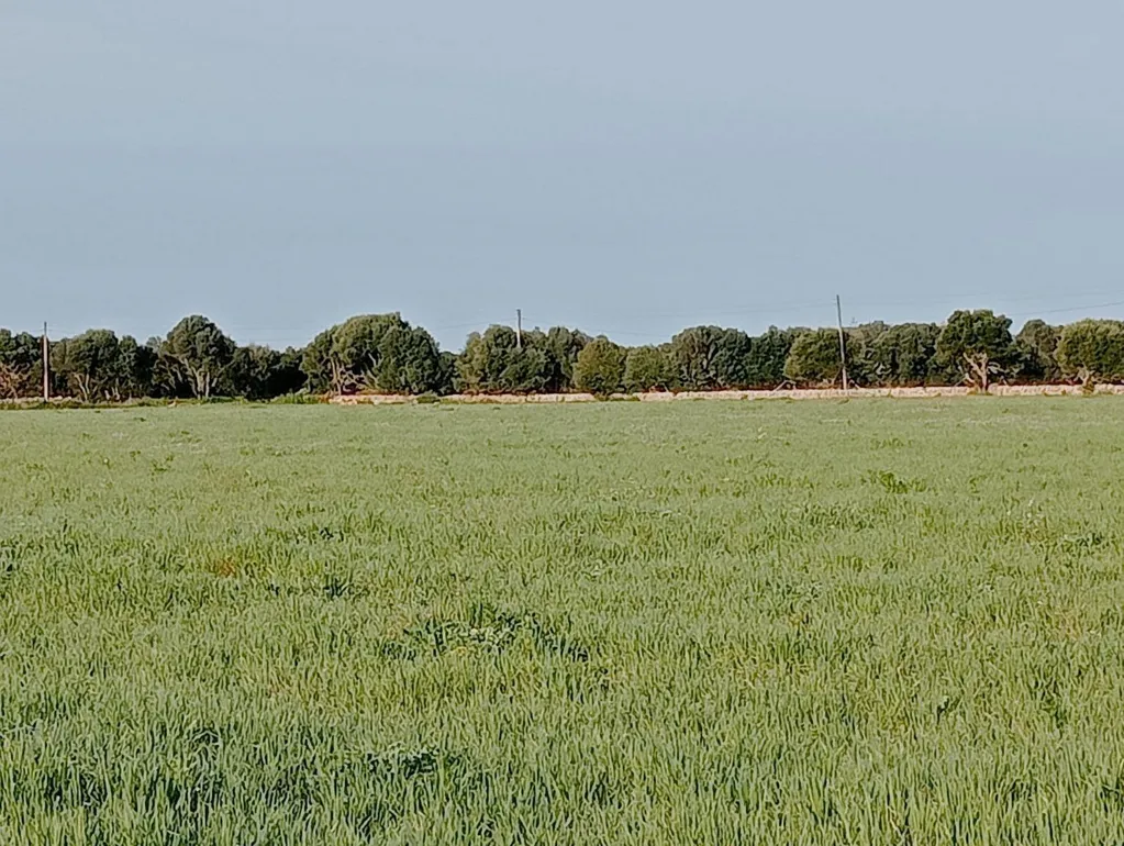 Aed - Land with Villa Project in Campos, Mallorca