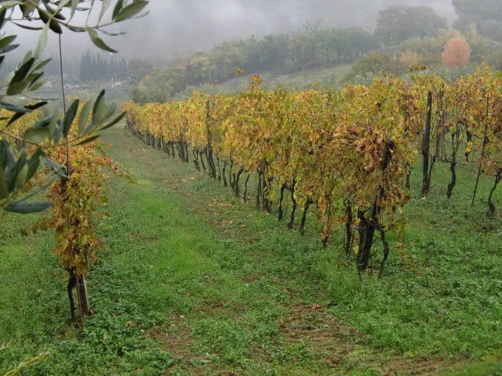 Garden - Vineyard Estate with Olive Grove in Suvereto