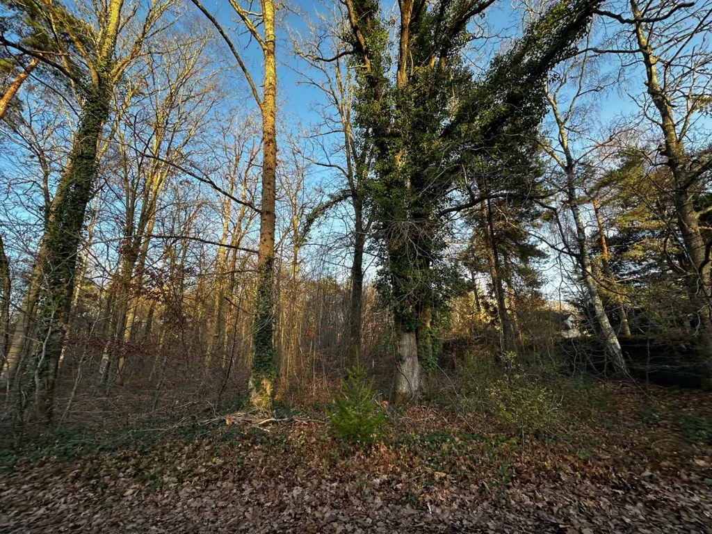 Jardin - Terrain en Forêt à Bâtir à La Genevraye