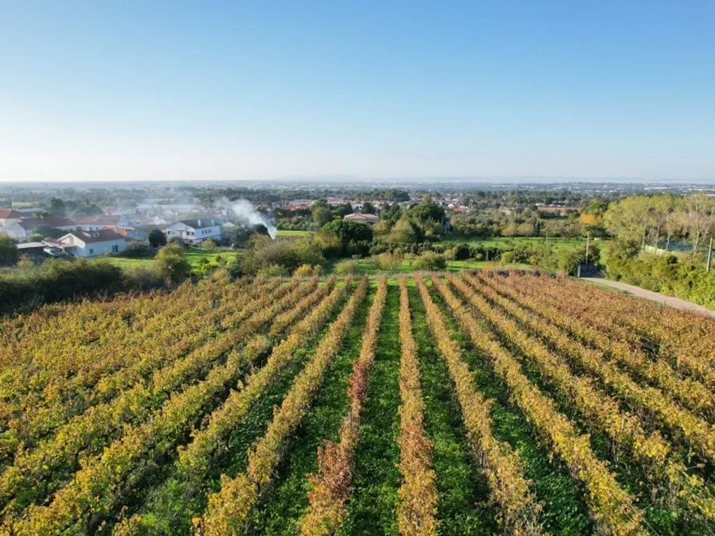 Vue aérienne - Farm with Pool and Vineyard in Azeitao