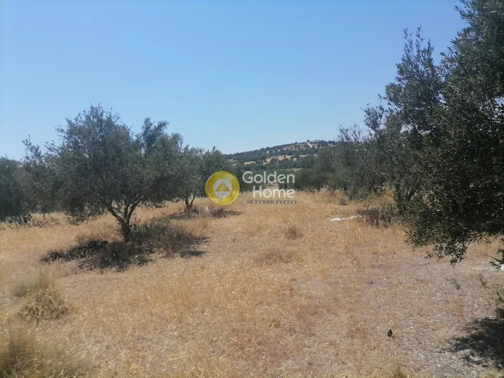 Garden - Buildable Plot with Olive Trees in Phaistos