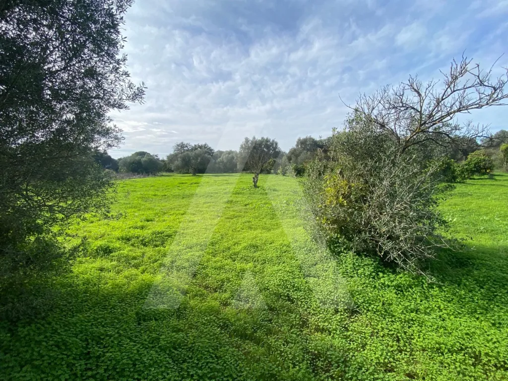 Aed - Rustic Plot with Fruit Trees in Almancil