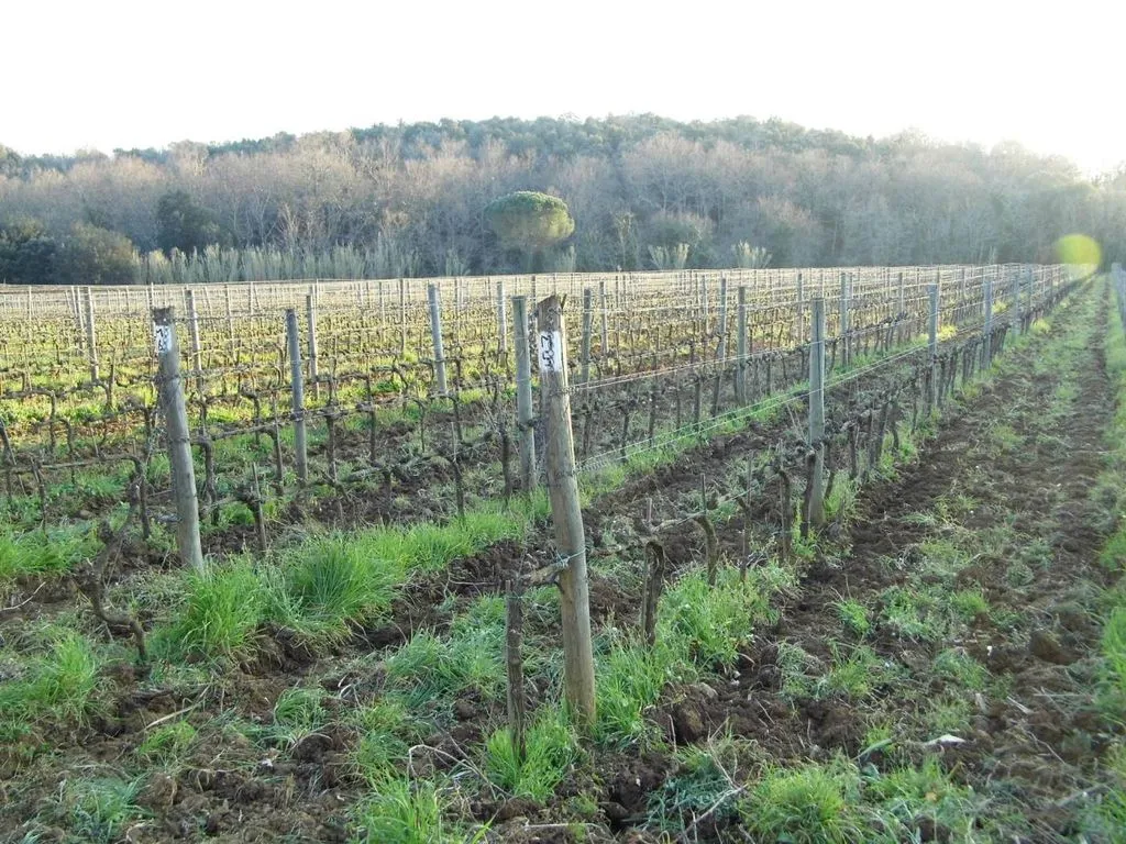 Garden - Vineyard Estate with Olive Grove in Suvereto
