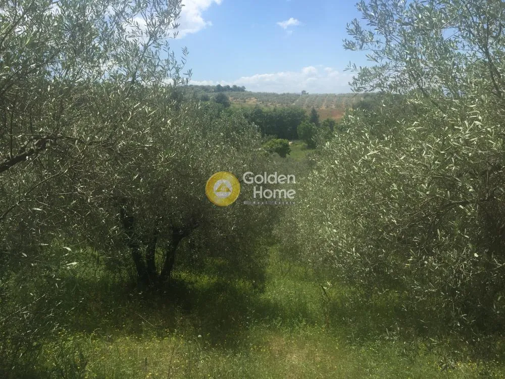 Aed - Agricultural Plot with Olive Trees in Avgoria