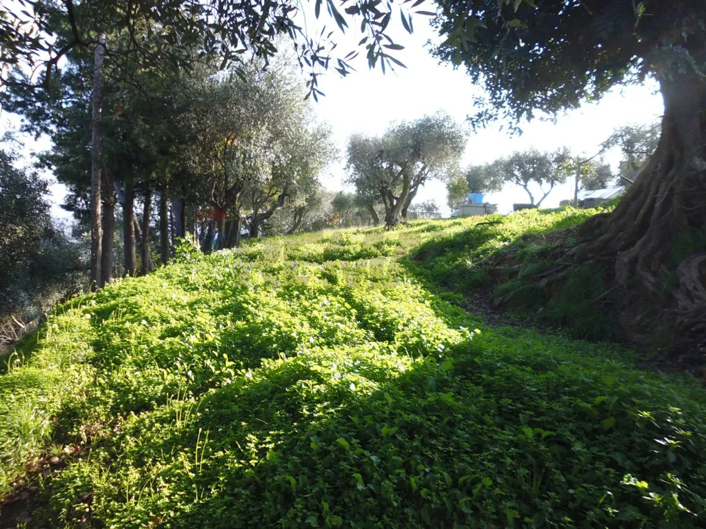 Jardin - Agricultural Land with Olive Trees in Pisticci