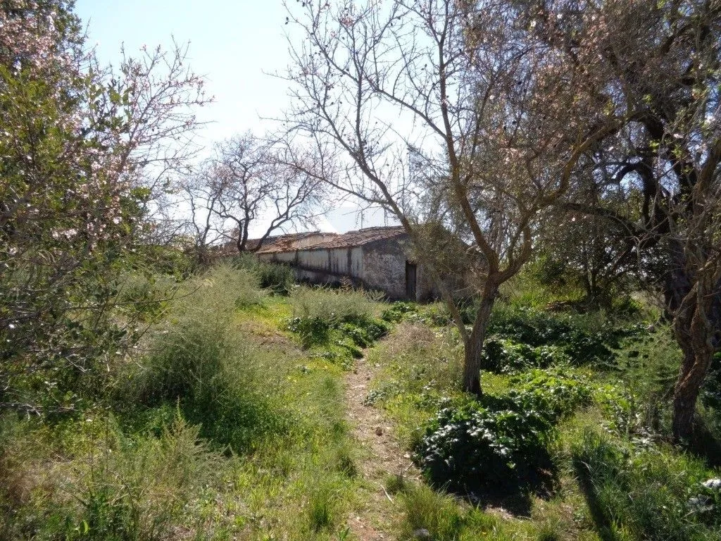 Jardin - Rustic House with Land in Vale Judeu, Loulé
