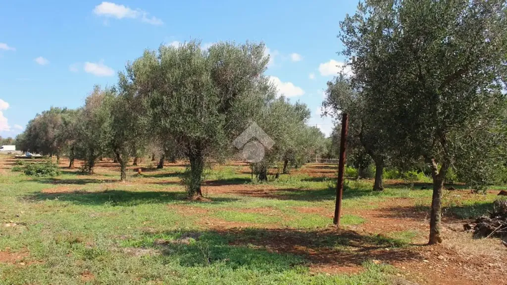 Aed - Traditional House with Garden in Carovigno