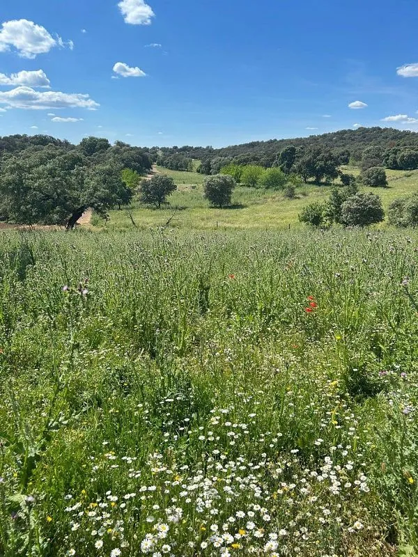 Aed - Rustic Cortijo with Pool in Alanís