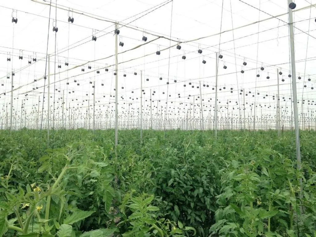 Garden - Land with Greenhouse in Guía de Isora