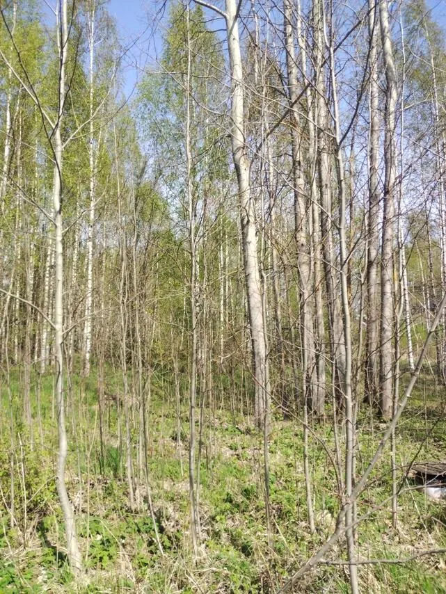 Aed - Undeveloped Plot near Virojoki Centre