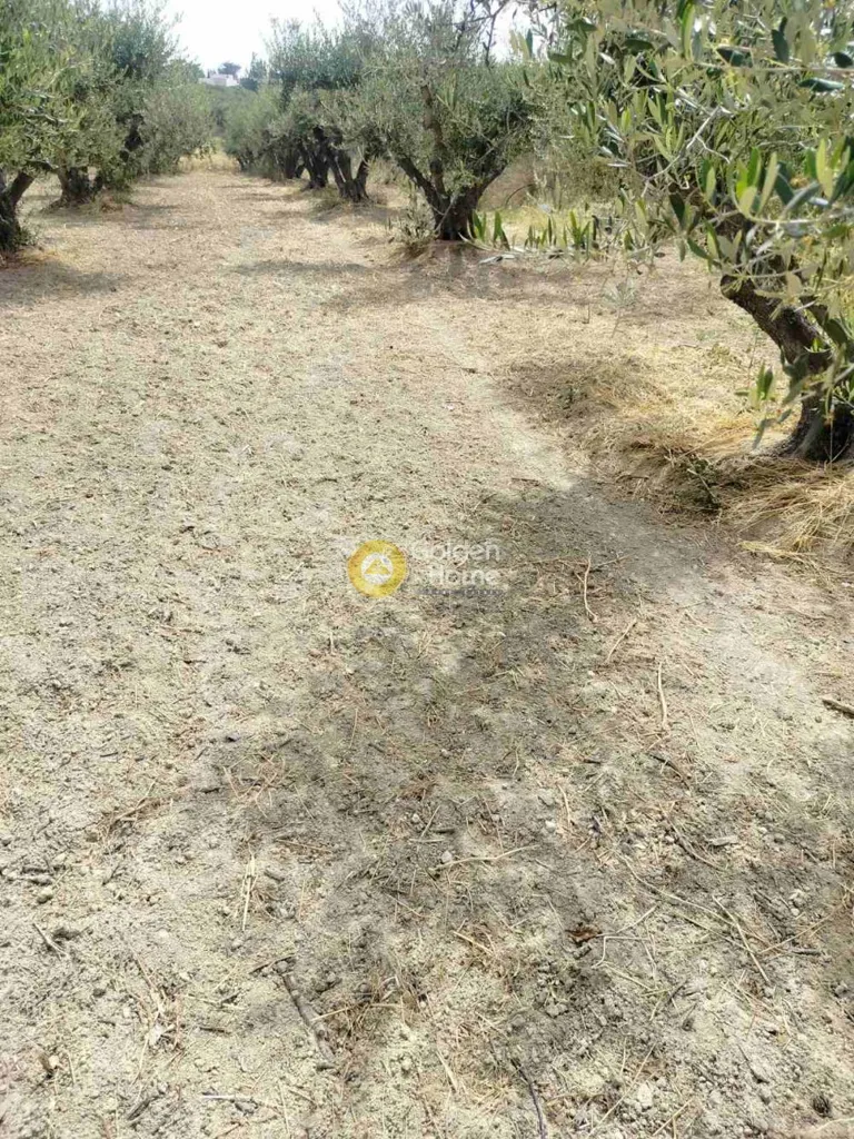 Aed - Privileged Plot with Mountain View in Agios Theodori