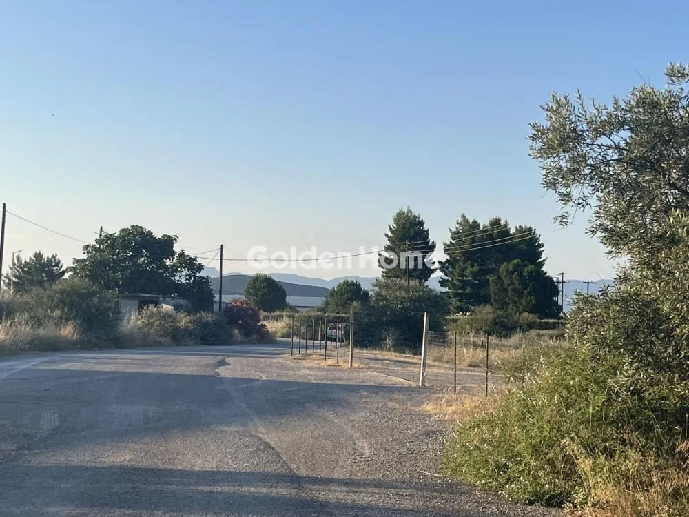 Giardino - Commercial Plot with Olive Trees in Traganá