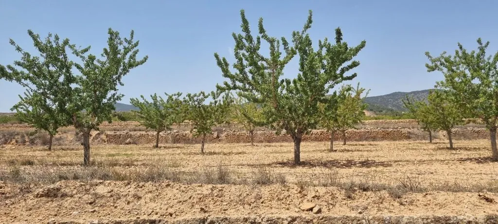 Building Plot with Vineyard Views near Yecla