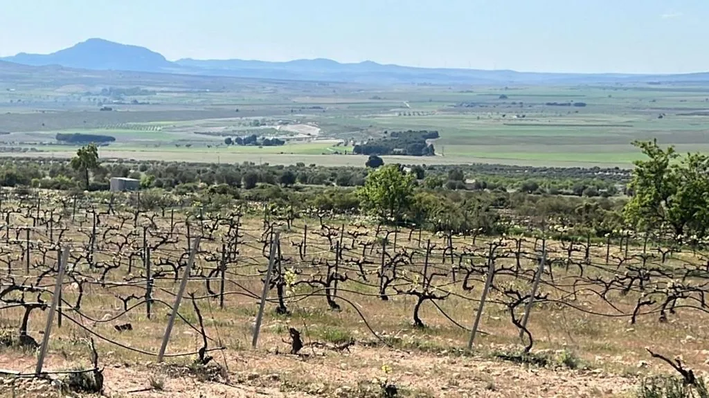 Jardin - New Luxury Villa with Vineyard in Yecla