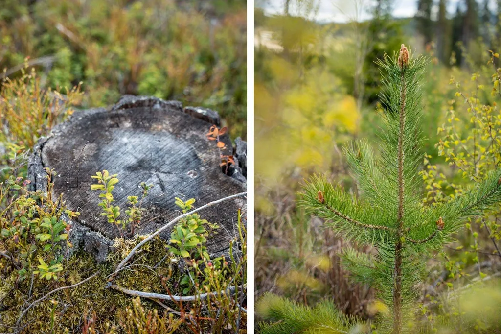 Jardin - Forest Farm with Timber Rights in Östra Jämtland