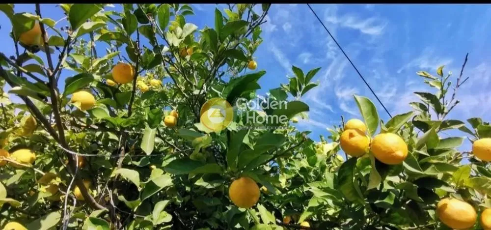 Jardin - Plot with Lemon Trees near Sounio Coast