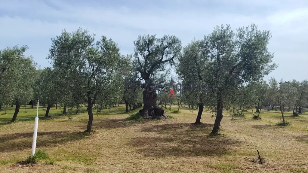 Giardino - Villa with Pool in Carovigno