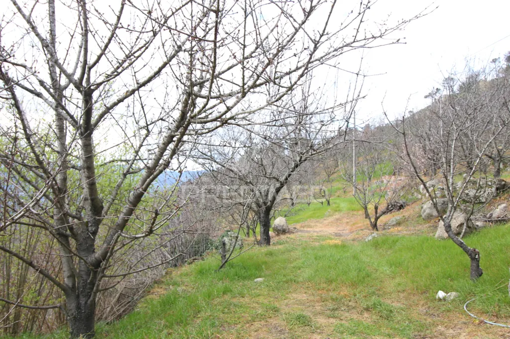 Jardin - Douro Vineyard with Water Source in Resende