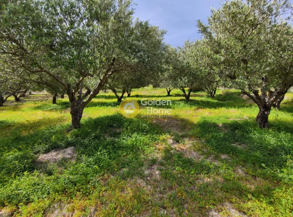 Jardin - Buildable Plot with Olive Trees in Kerasia