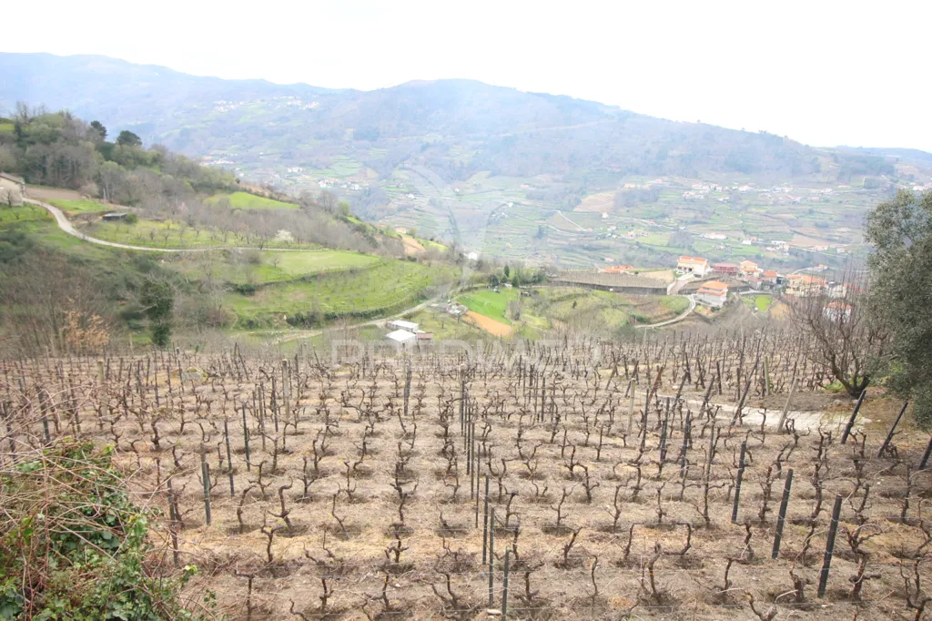 Jardin - Douro Vineyard with Water Source in Resende