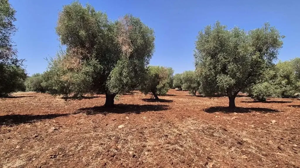 5-room house in IT