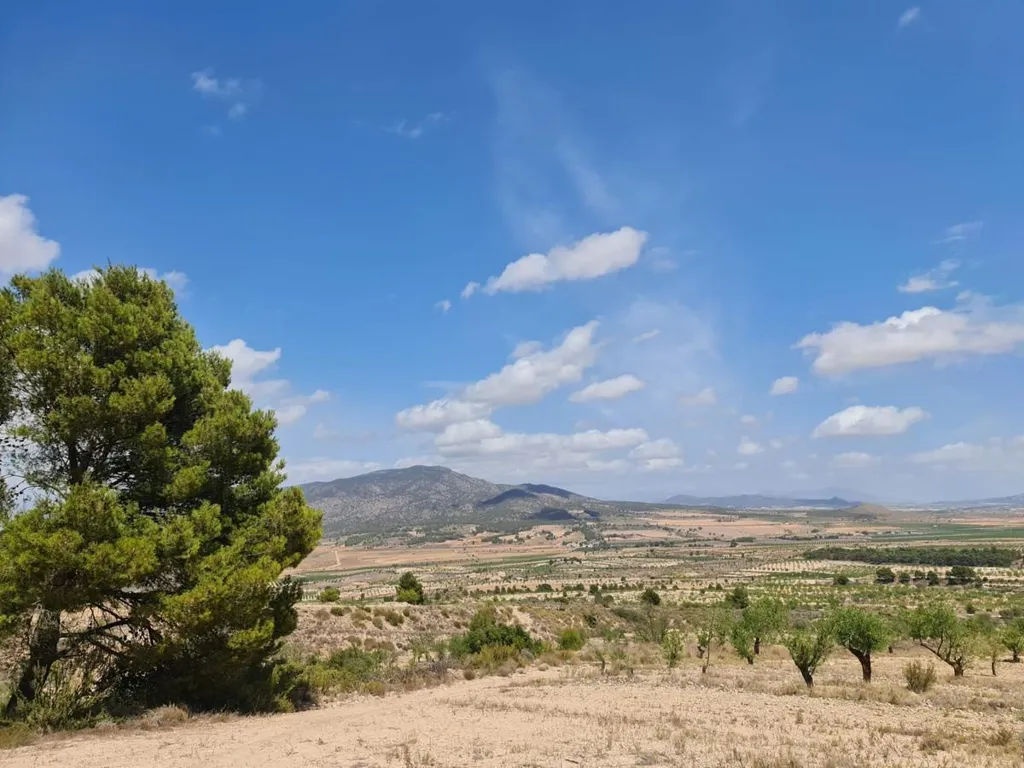 Rural Plot with Orchard Views in Yecla