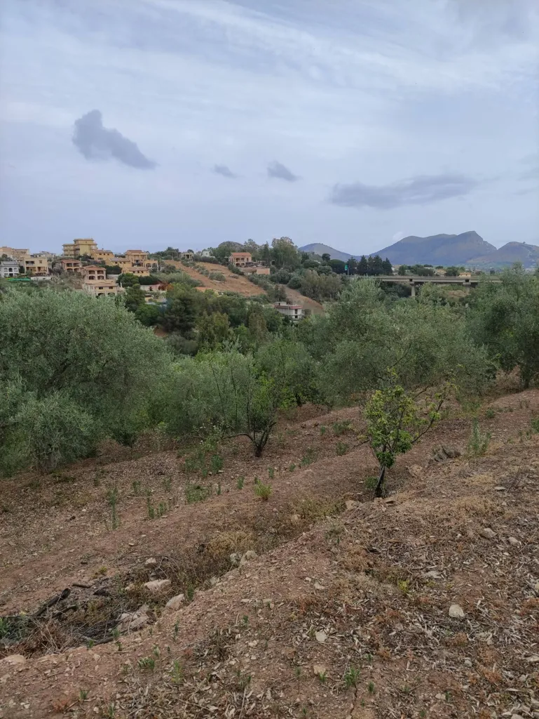 Aed - Agricultural Land with Olive Trees in Bagheria