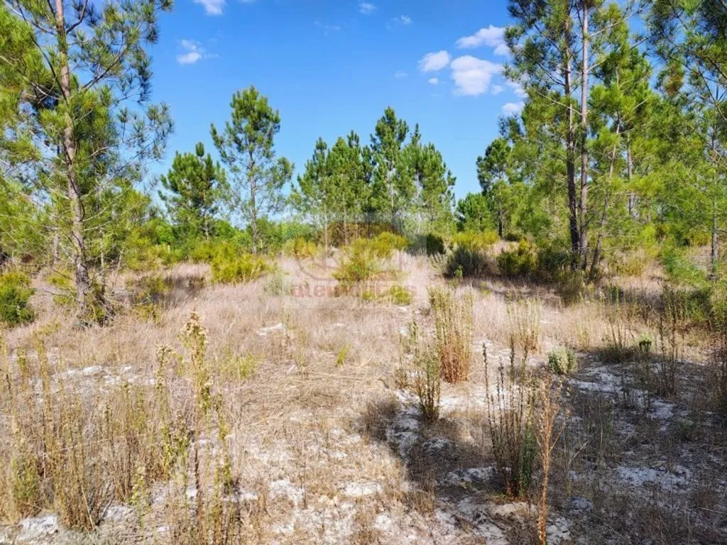 Jardin - Buildable Land with Pool Potential in Grândola