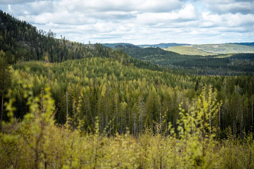 Forest Farm with Timber Rights in Östra Jämtland