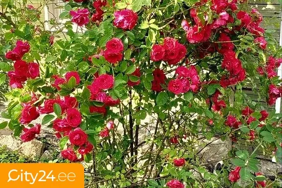 Aed - Stone House with Private Garden in Maardu