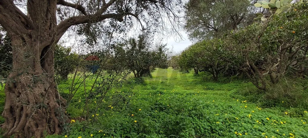 Jardin - Agricultural Plot with Olive Trees in Grammichele