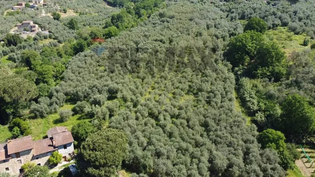 Vue aérienne - Tuscan Hamlet with Olive Groves in Vinci