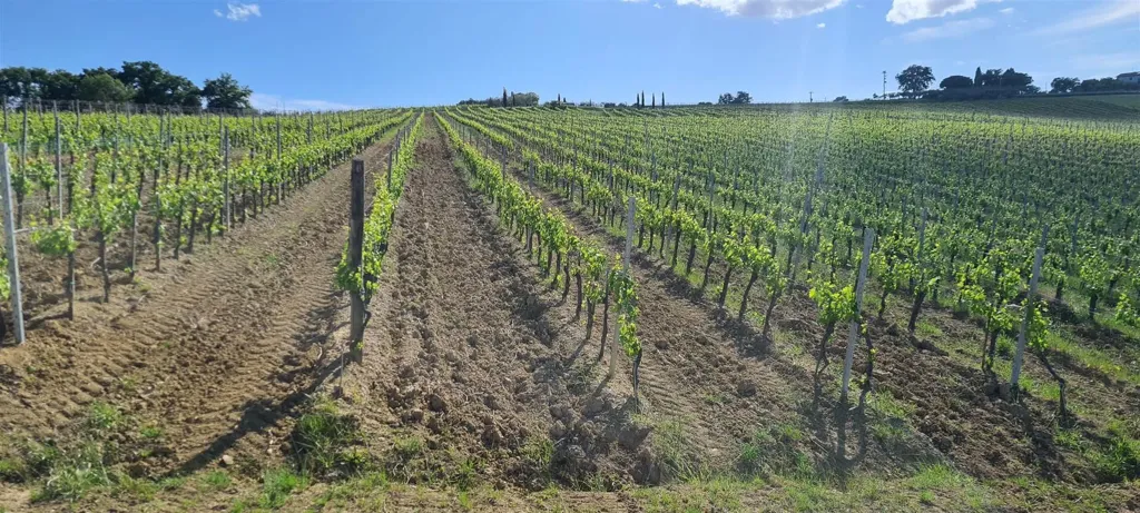 Aed - Winery with Vineyards in Montepulciano