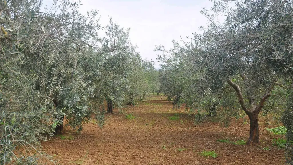 Jardin - Bifamiliar Villa with Olive Grove in Rosignano Marittimo