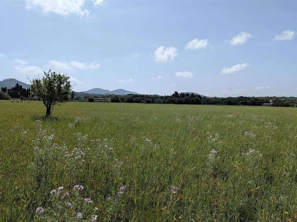 Jardin - Rural House with Luxury Potential in Felanitx