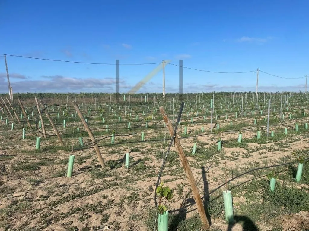 Garden - Vineyard with Production in Palmela