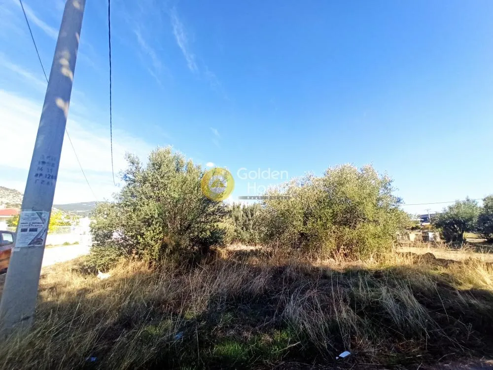 Aed - Agricultural Plot with Olive Potential in Ano Liosia